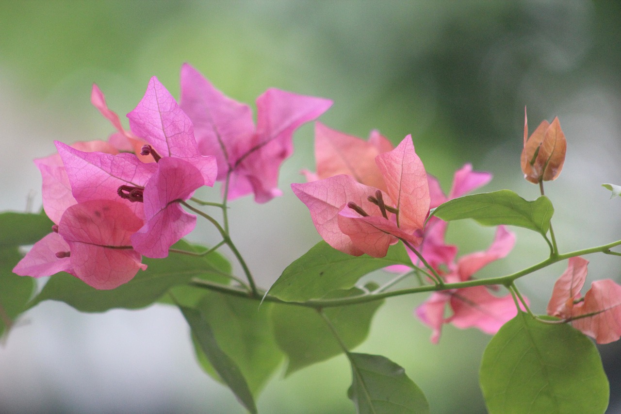 雷笋最新价格动态,市场趋势、品质提升与价值重塑