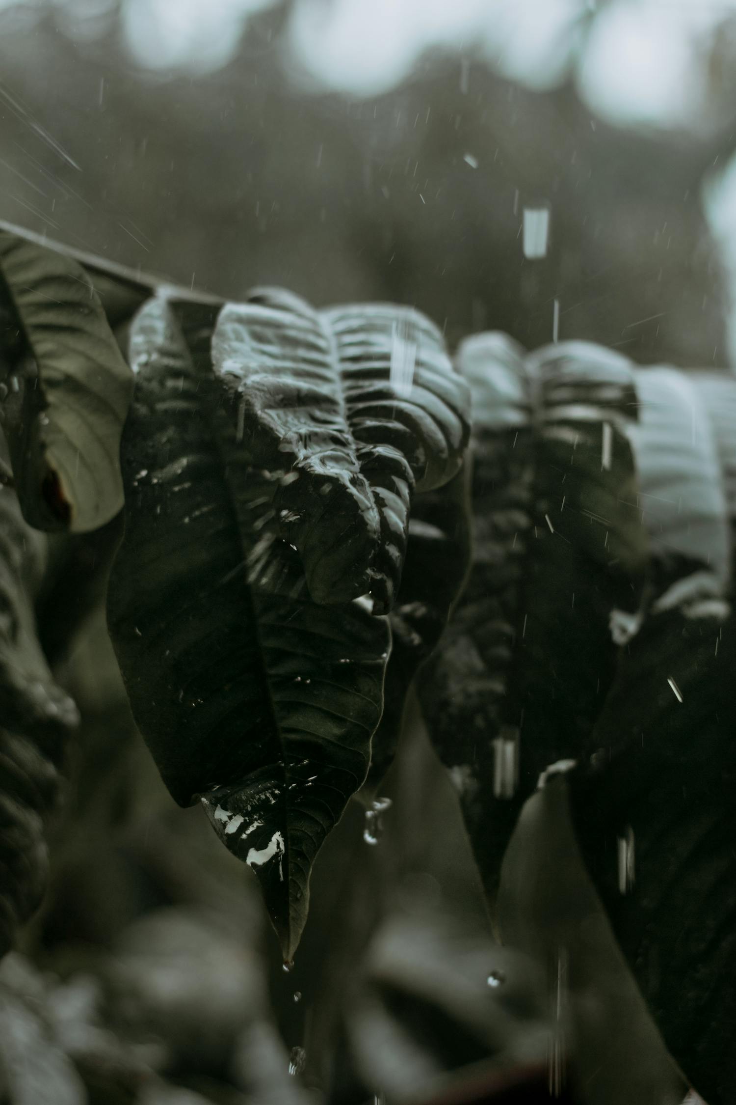 暴雨最新动态，天气预报、影响及应对指南