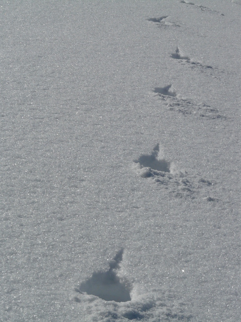 新澳门天天彩正版免费,实时解析洞察_桌面型NB48.96.23