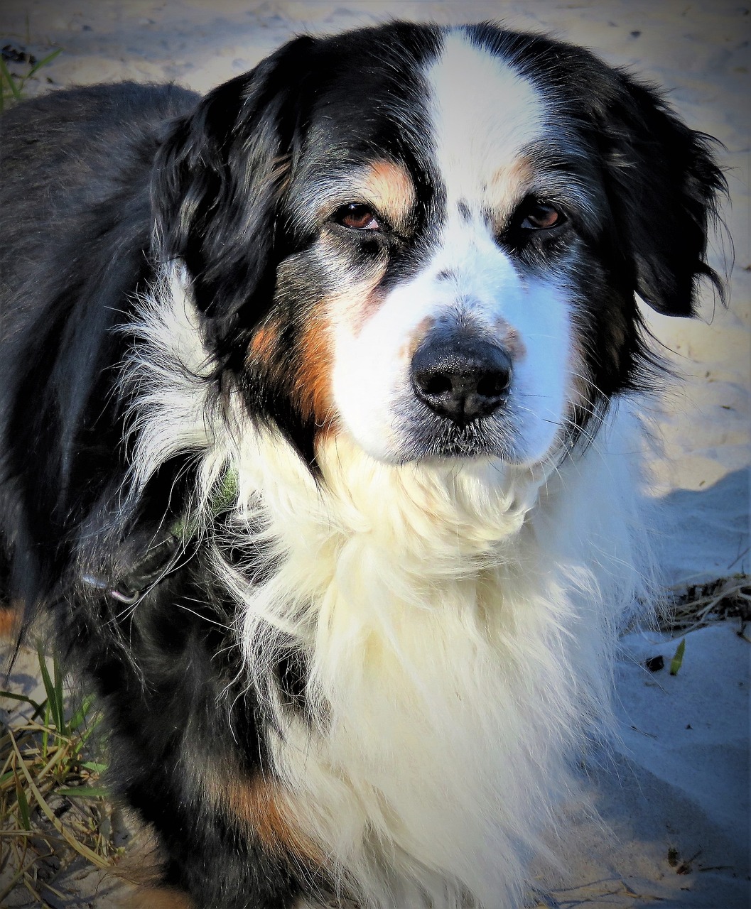 新澳天天开奖免费资料,动态异文解析法_PS410.38