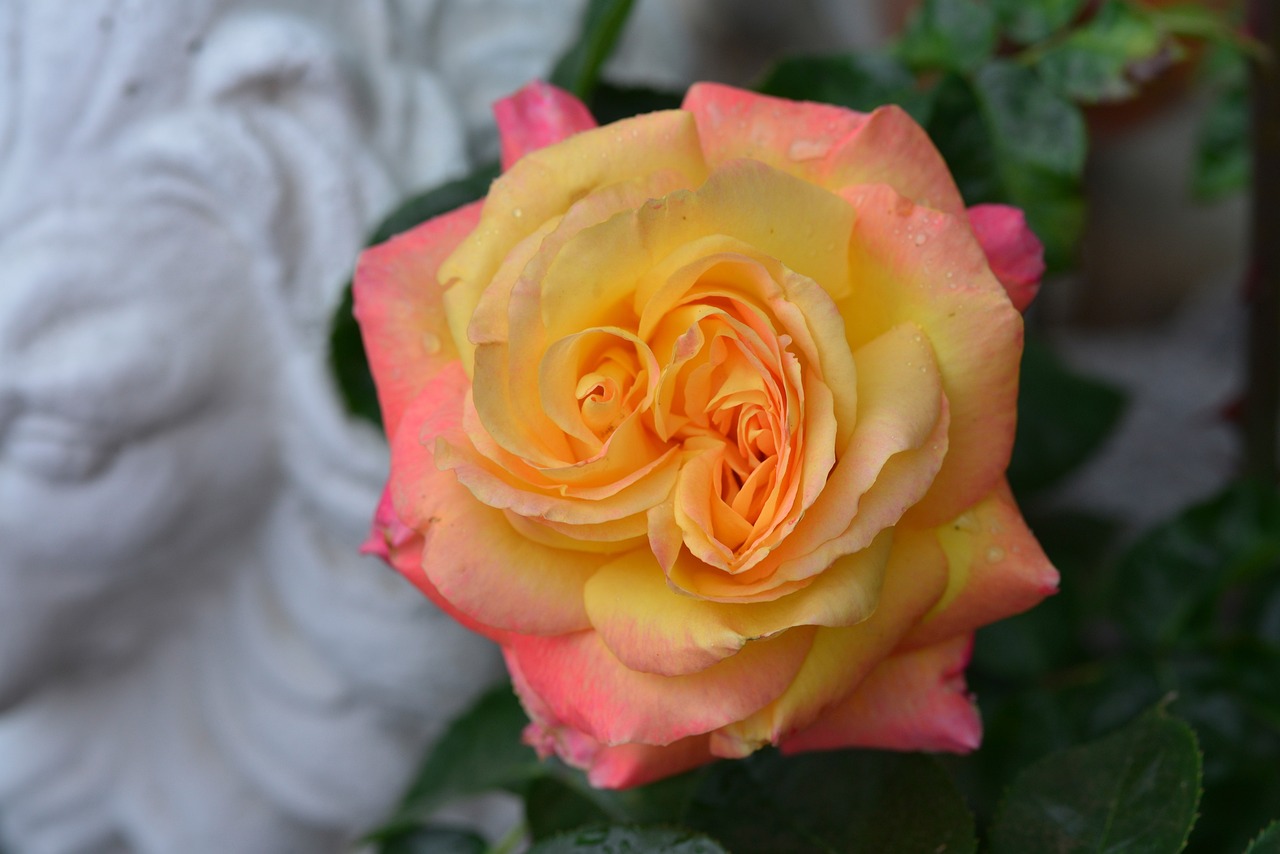 九娇草最新动态,新生绽放,引领绿色生活新潮流