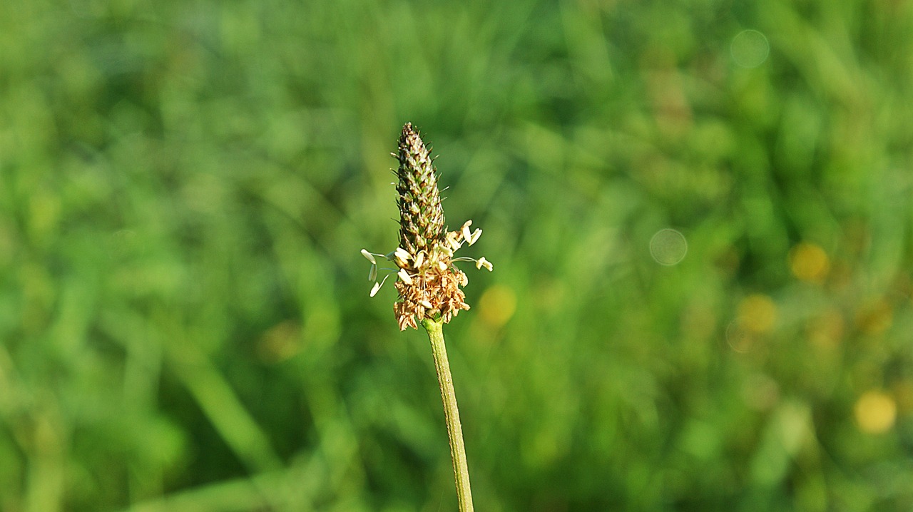 九娇草最新动态,新生绽放,引领绿色生活新潮流