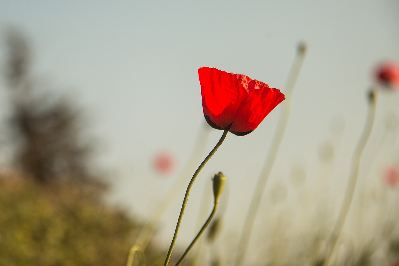 印度疫情最新动态,挑战、应对策略全面解析