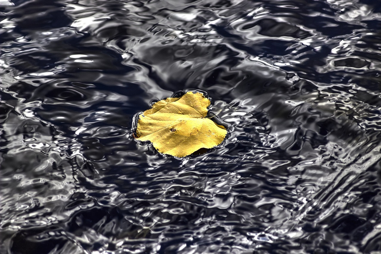 黄港最新新闻动态概览