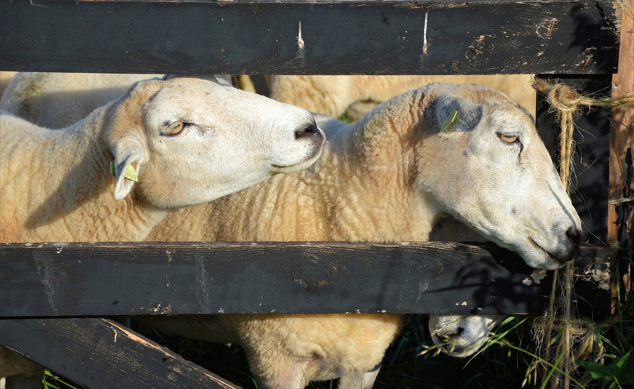 农业部最新动态及其对农业发展的深远影响