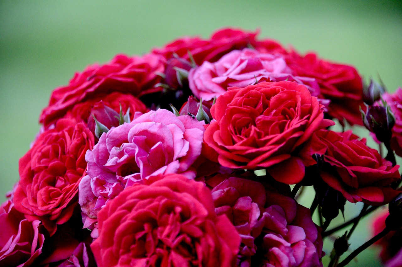 玫瑰最新游戏，虚拟世界中的浪漫探险之旅