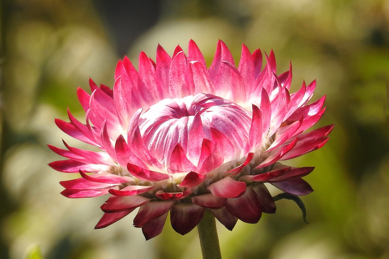 花姐最新动态,音乐与生活的交响乐章之旅