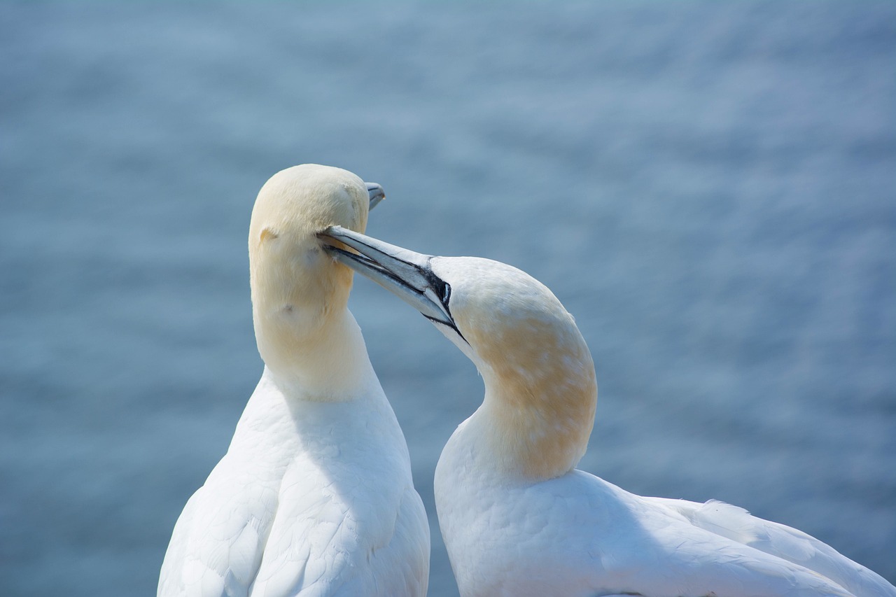 全球疫情最新海外动态及应对策略概览