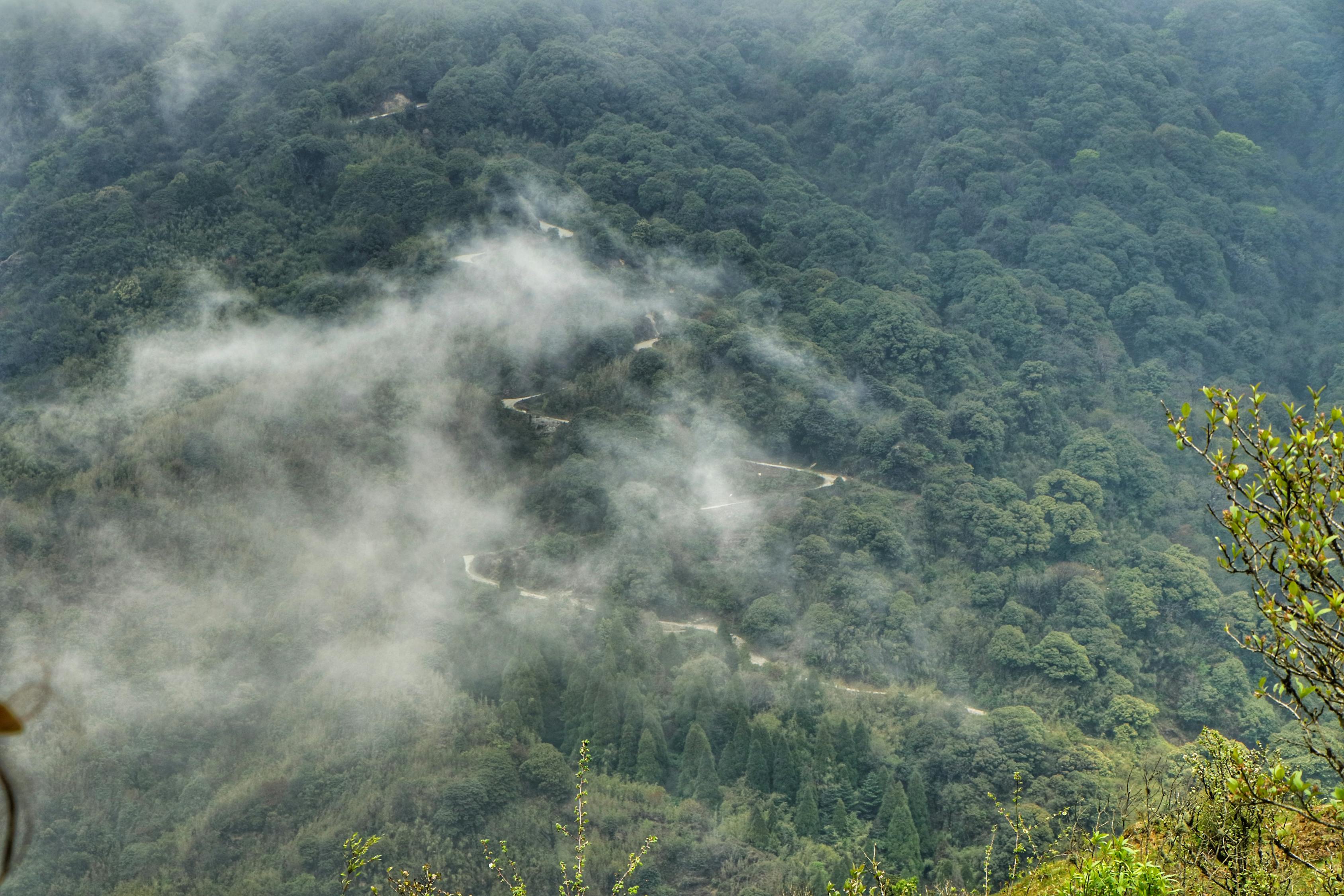 全球森林大火最新动态,严峻挑战及应对策略