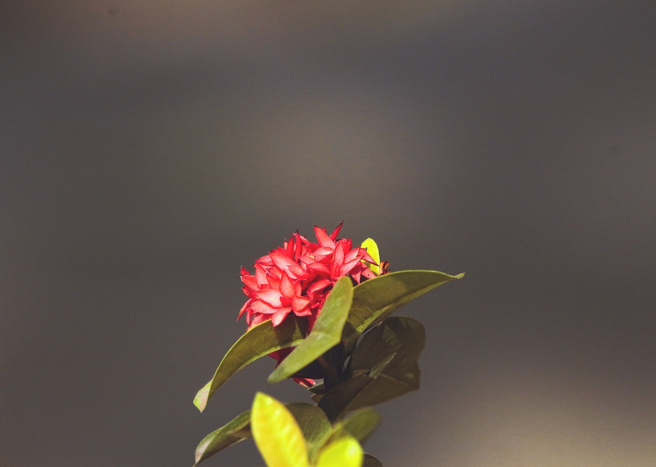 自然之声与现代技术的融合,最新录制三树林音频分享