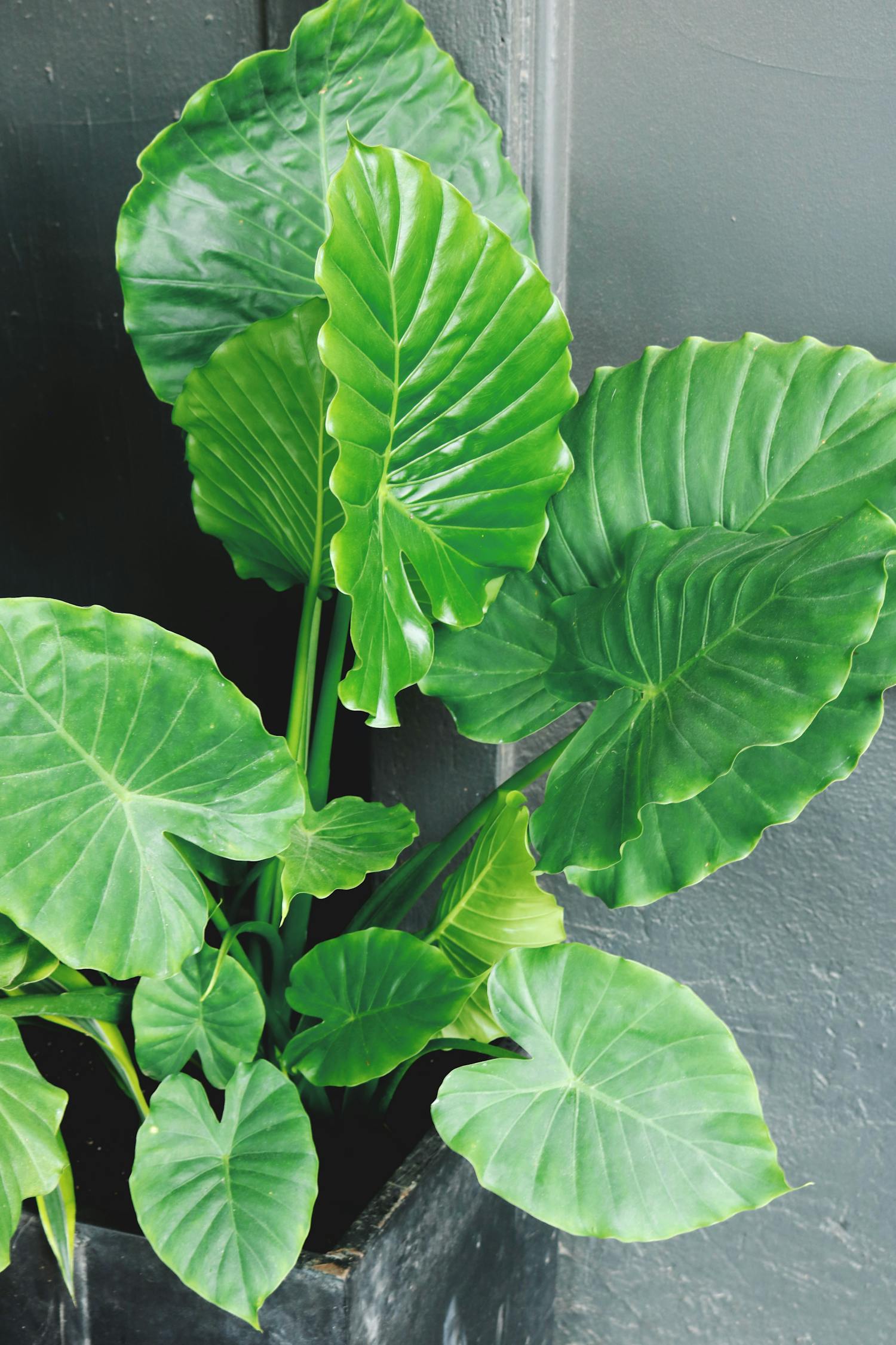 最新生态菜园，开启绿色生活崭新篇章