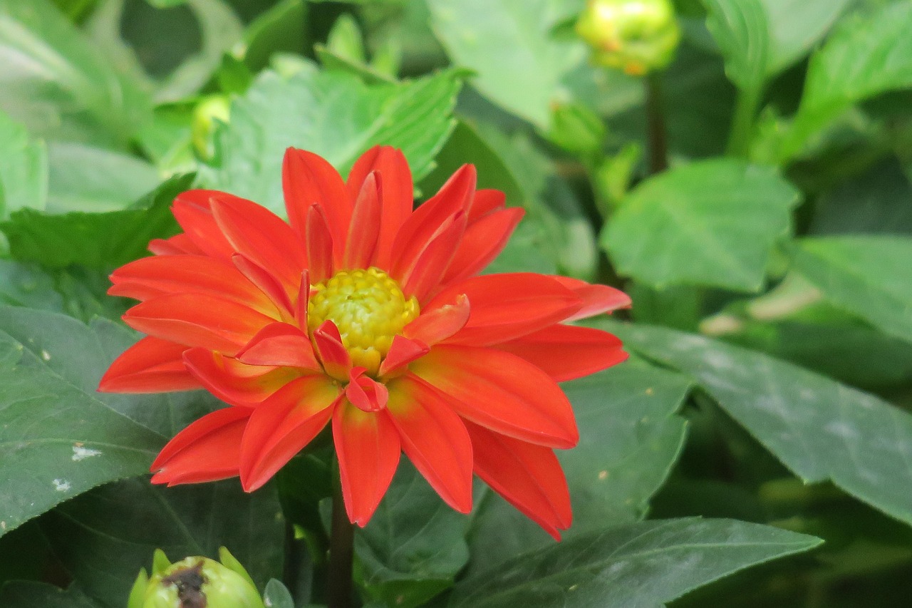 斗南花市图片最新，美丽绽放与文化融合