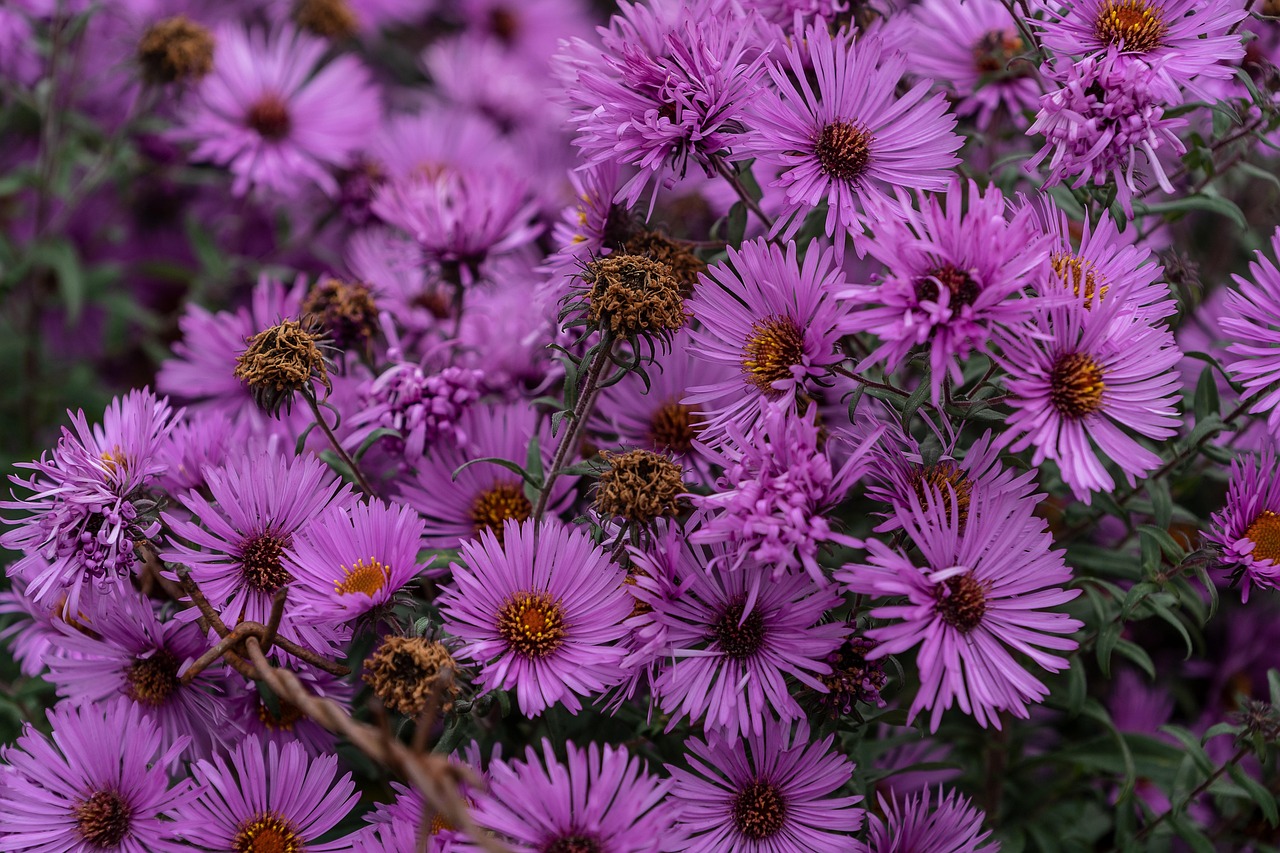 逆风之花,最新绽放的魅力与坚韧之美