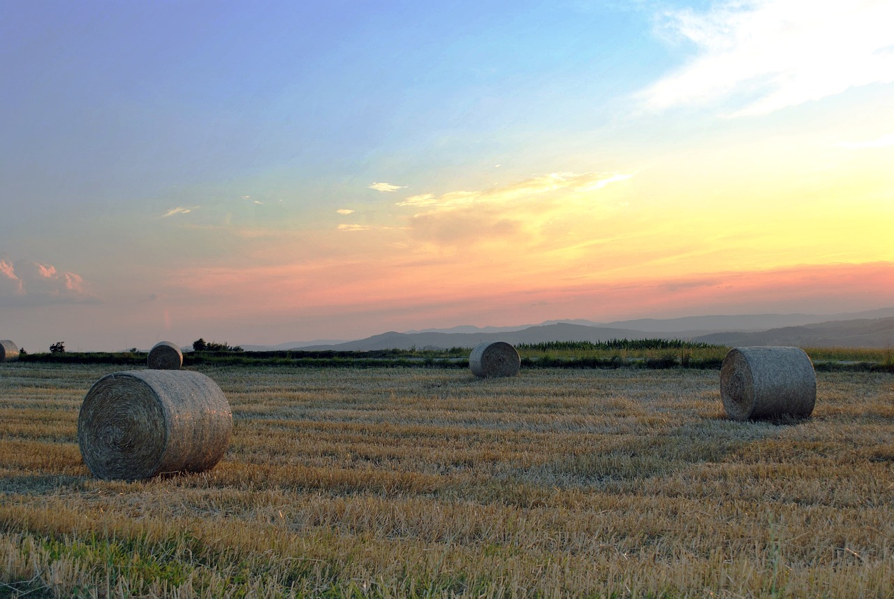 最新小农乡视频展现乡村生活的魅力与变迁之美