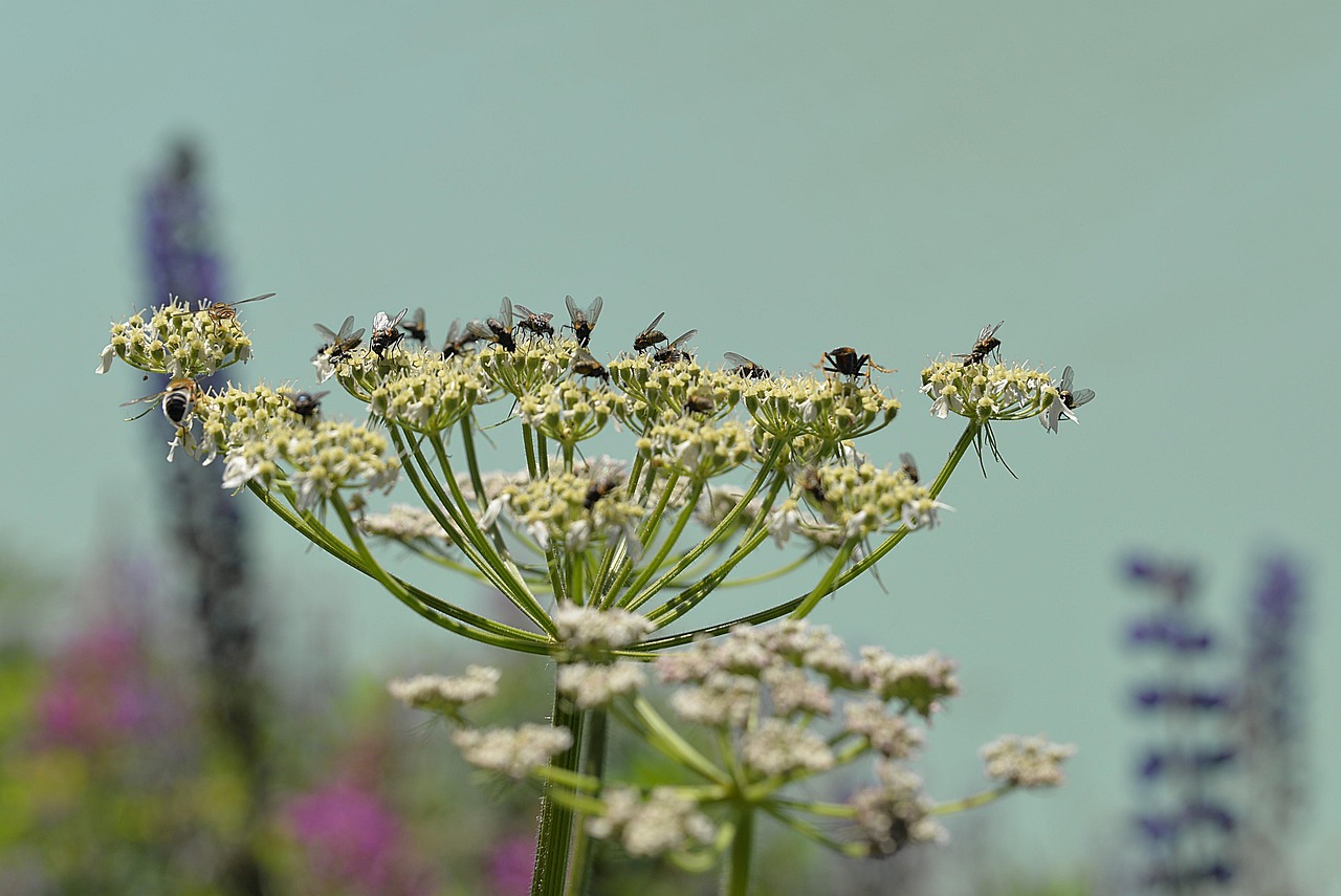 葬花最新版,探索与重塑之旅