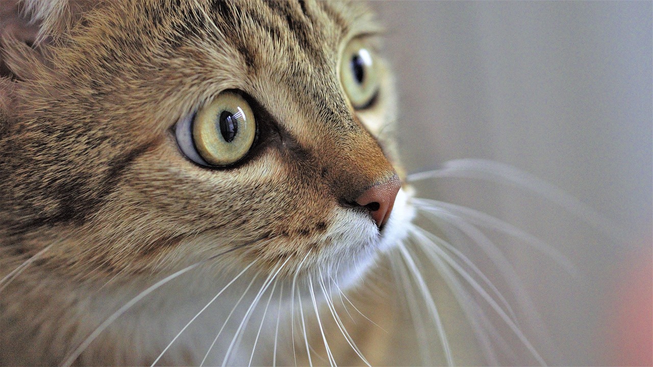 云顶最新赌狗策略,探索与挑战的反思