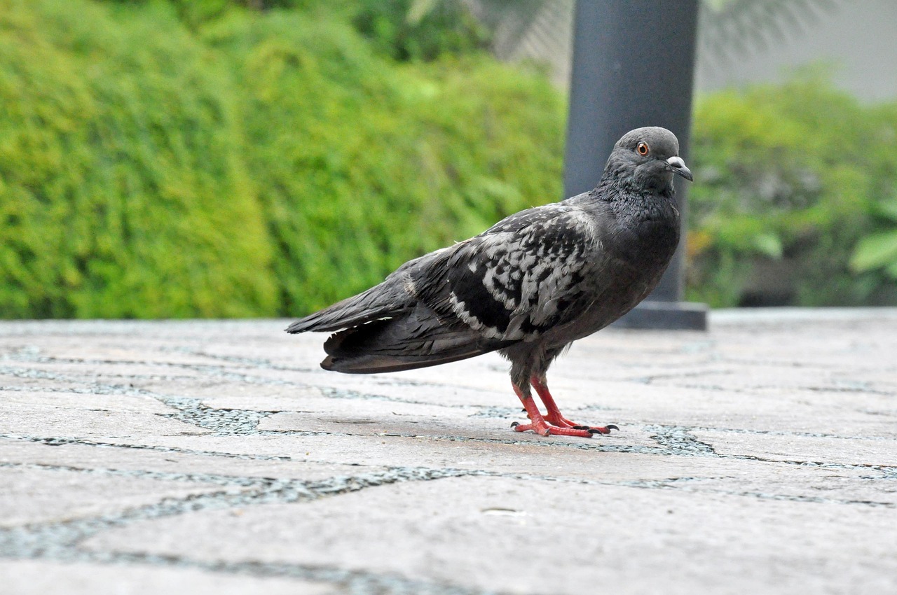 云顶最新赌狗策略,探索与挑战的反思