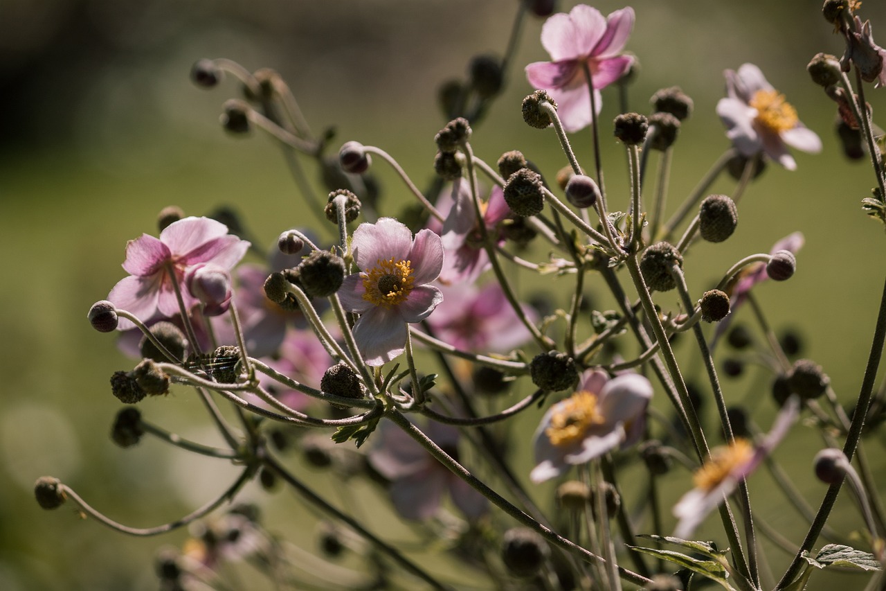 邻避项目最新动态,发展、挑战及应对策略探讨