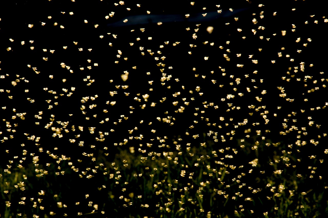 超清视频革新与未来体验展望