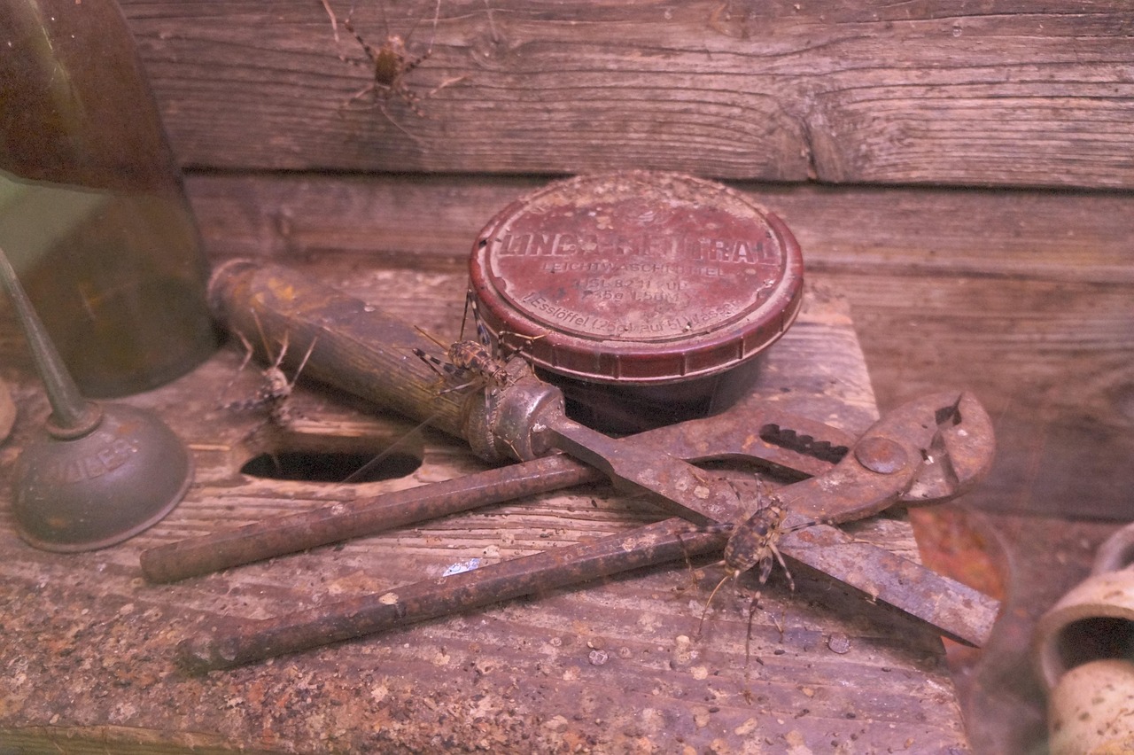 禁野最新动态,重塑野生动物保护新篇章的进程报告