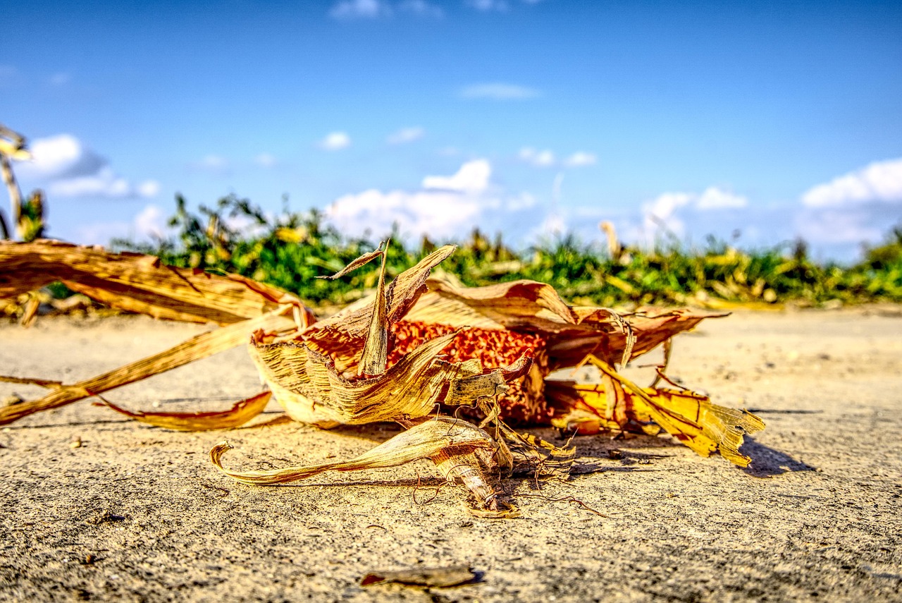 玉米今日最新报价及市场动态分析概览