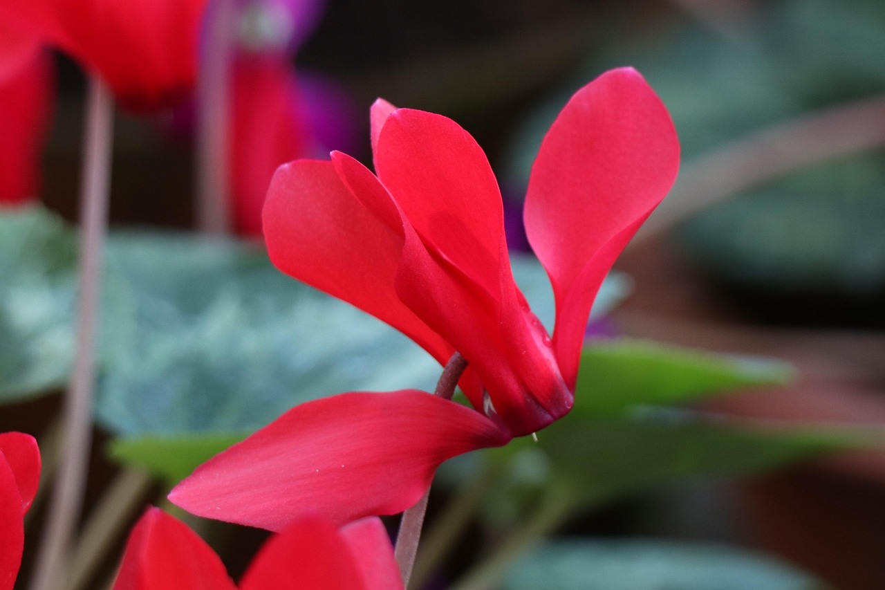 探索化学竞赛新领域与新机遇,化竞吧最新动态速递