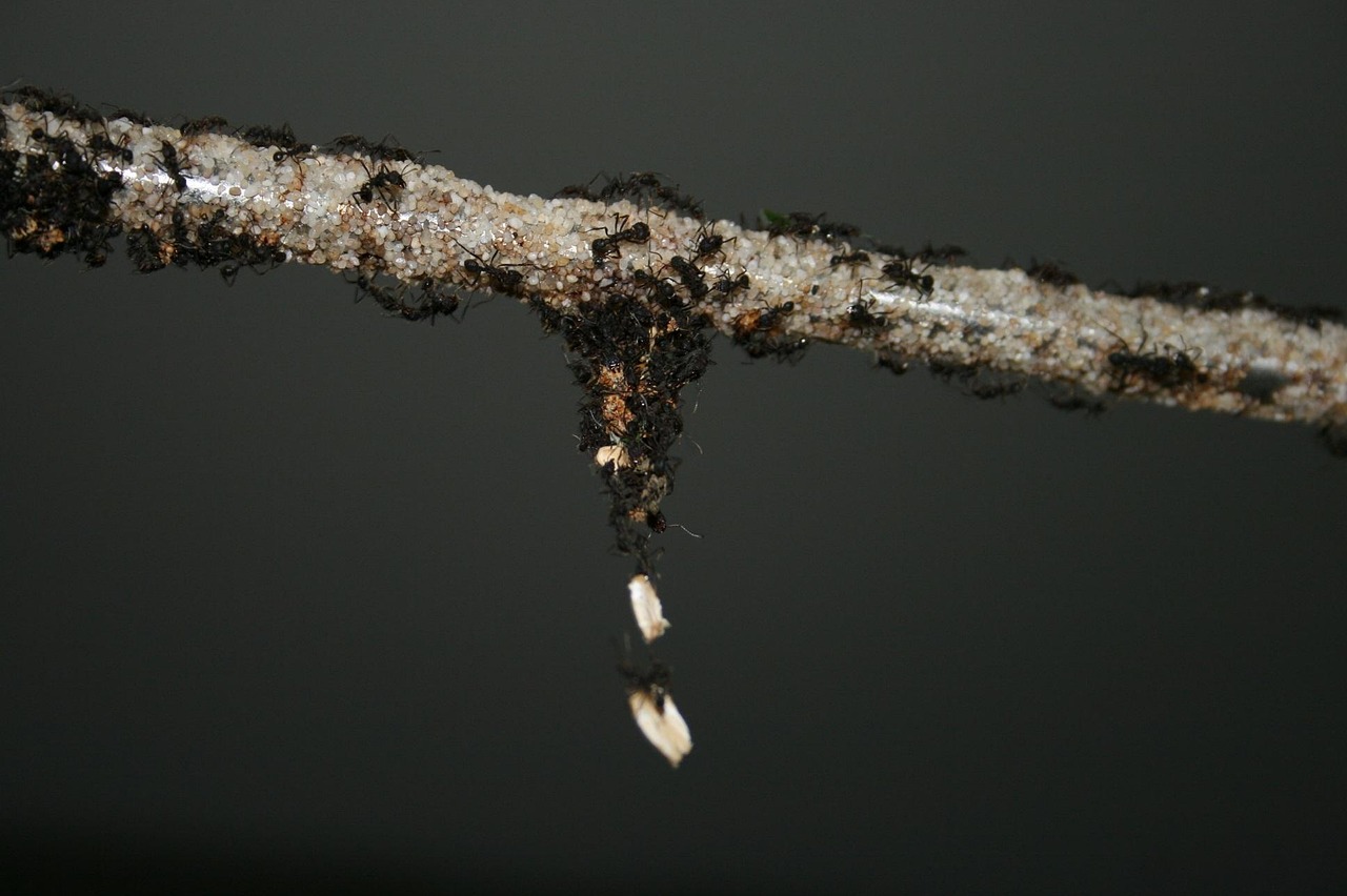 影链最新价格及动态分析概览