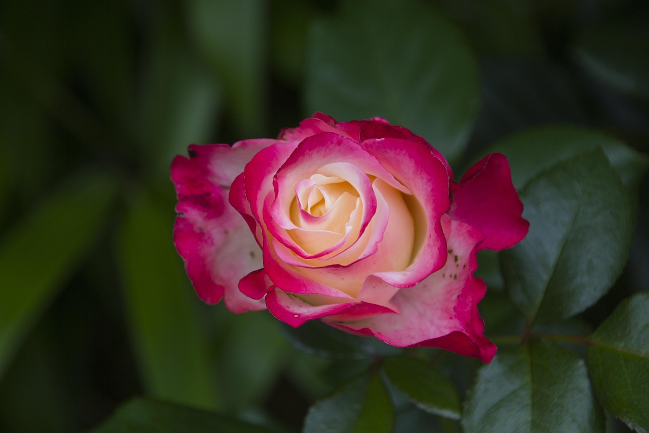 我见玫瑰绽放之美,最新绽放的瞬间