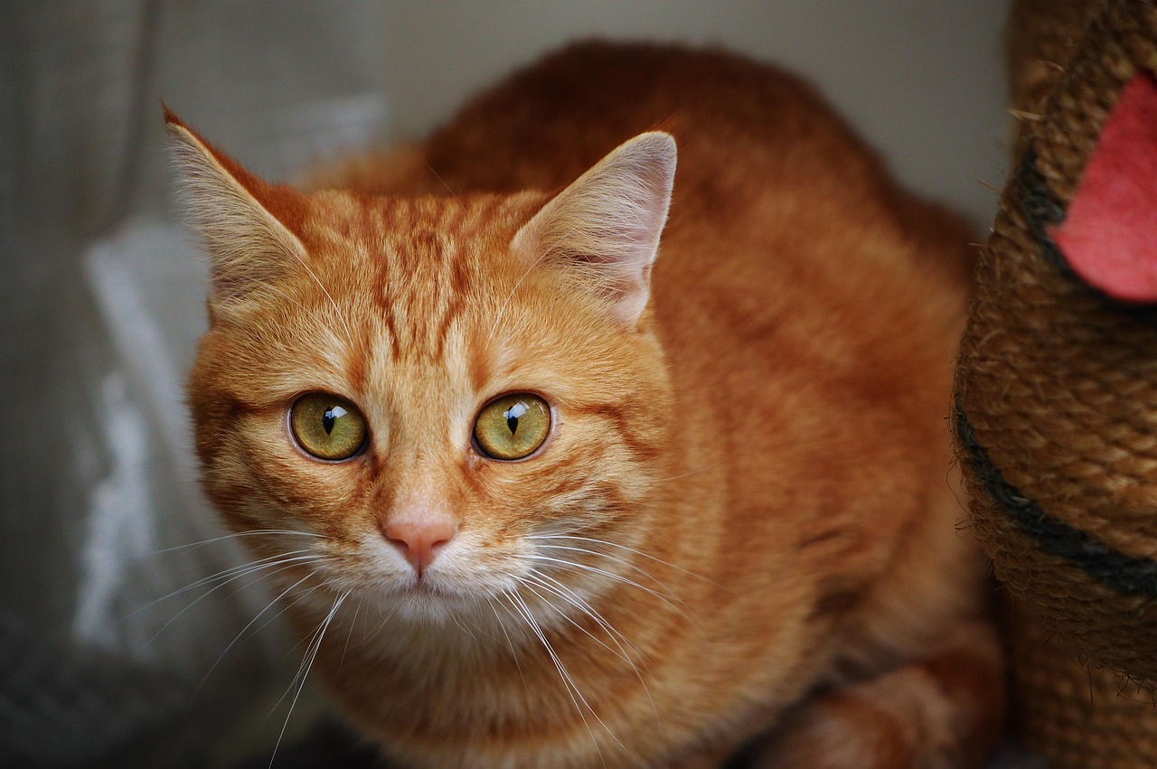 全球视野下的美国疫情最新动态及应对策略挑战