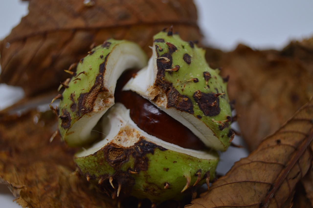 最新应季凉菜,品味自然,健康享受