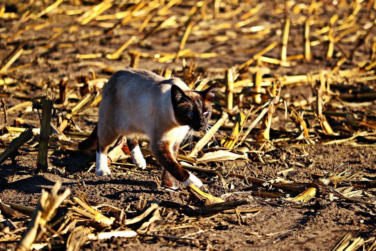 重庆最新疫情实时动态,全面防控与积极应对的策略