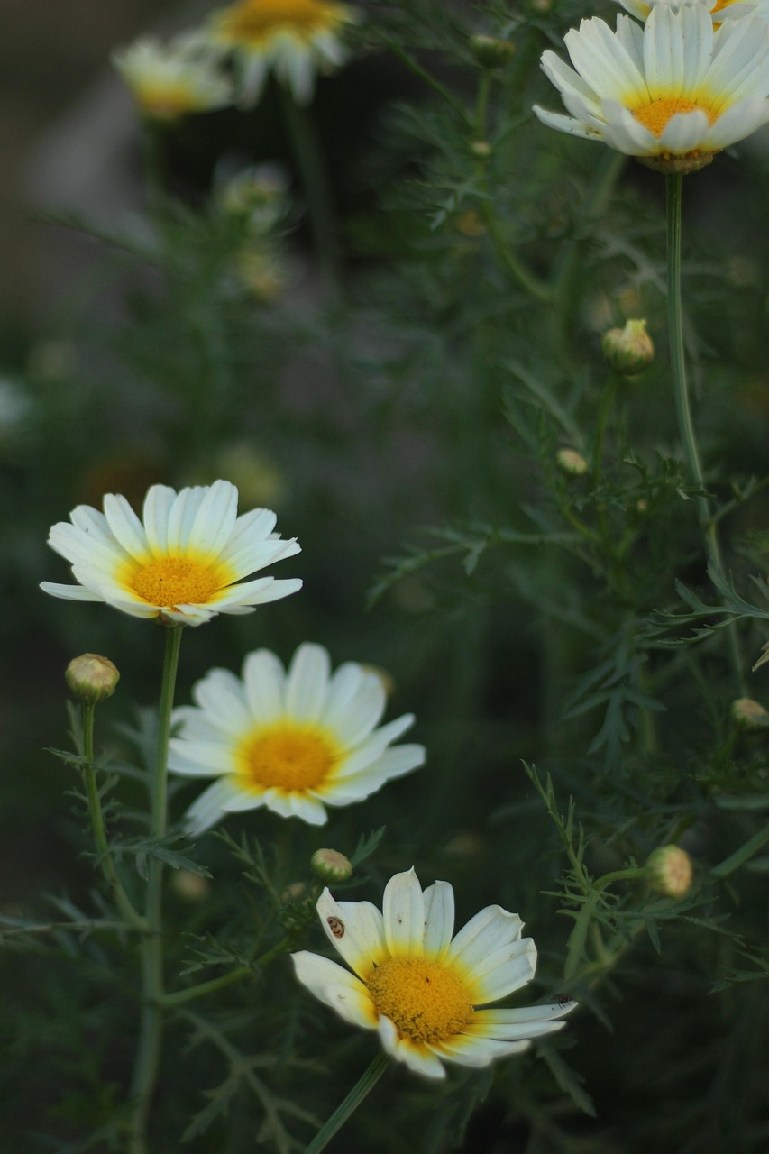 最新草草地址,探索与发现的时代舞台新篇章