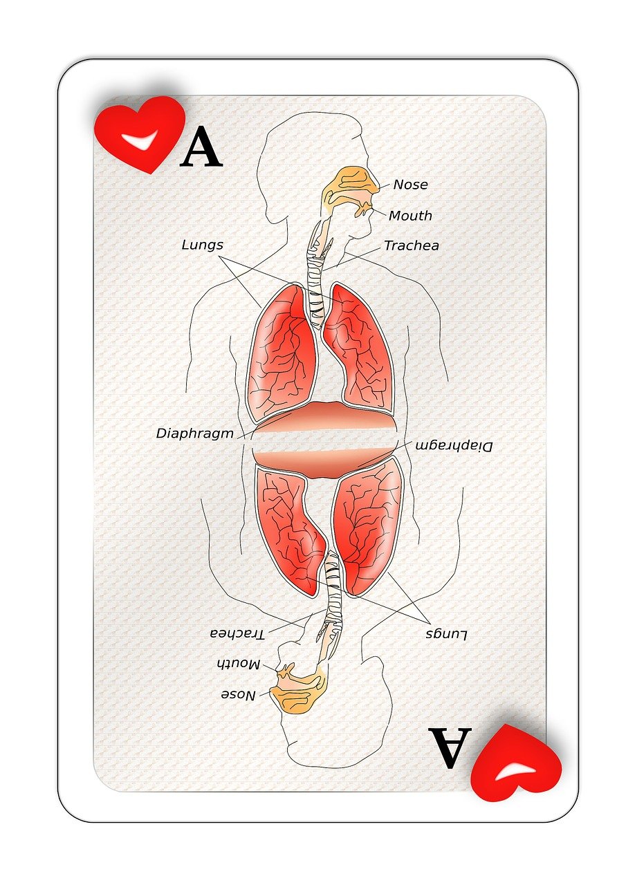 最新新肺地图揭示肺部健康全新视角