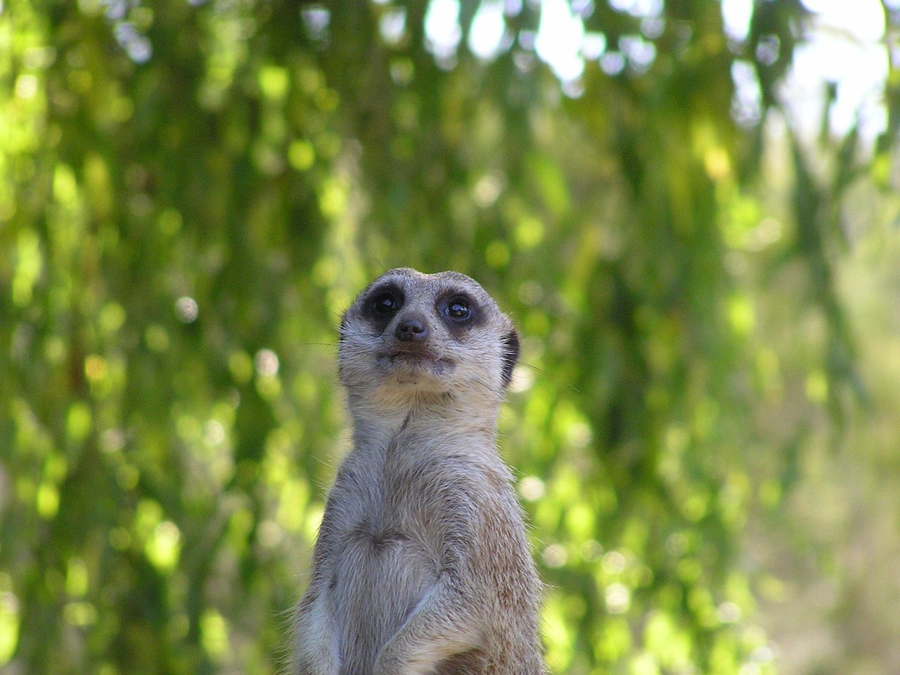 猫小子勇探未知世界,最新冒险篇章开启