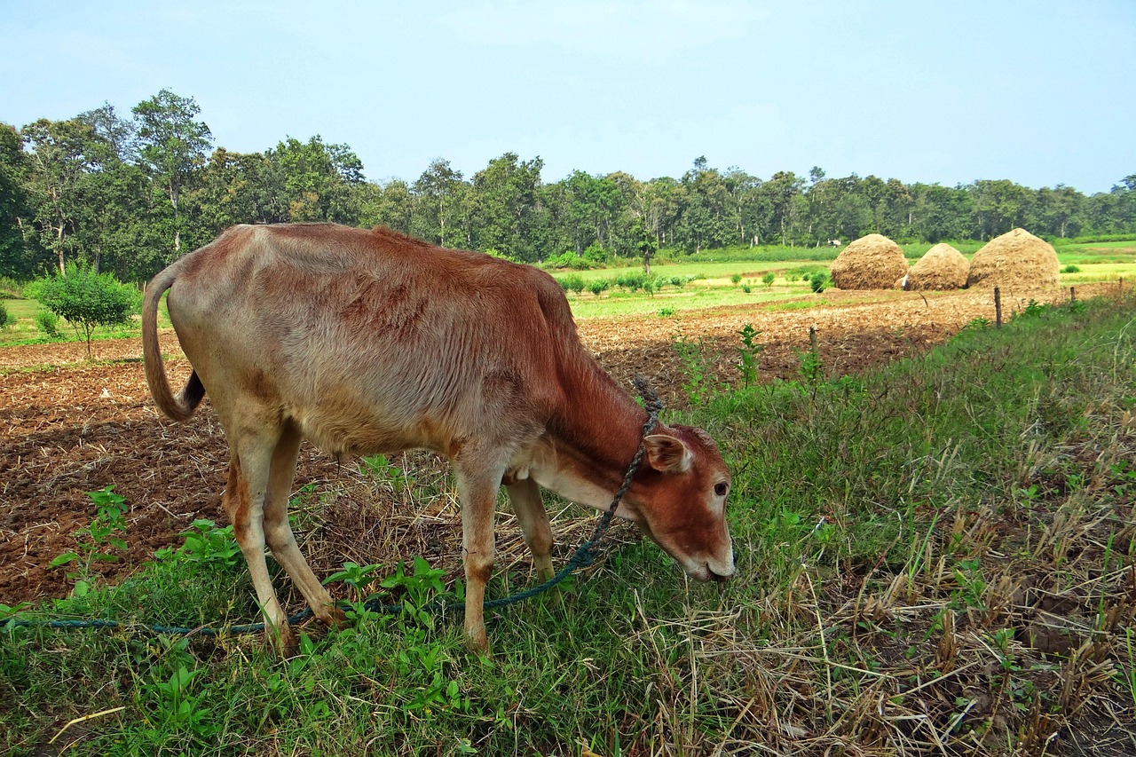深山夕照深秋雨 第7页