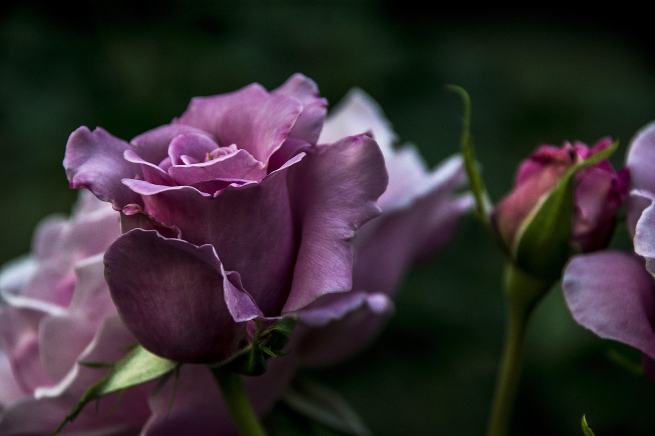 晋江毒王最新动态,探索与更新