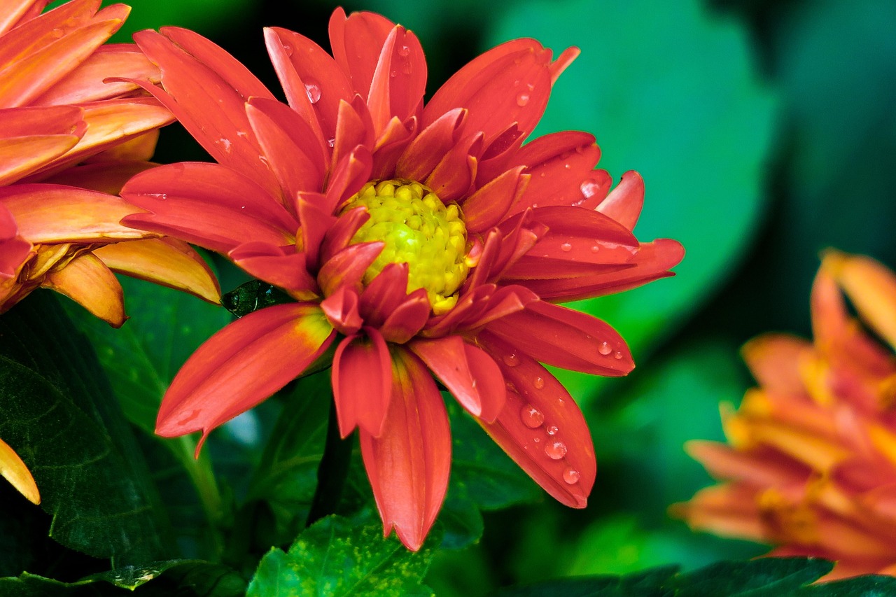 东条苍的最新动态与影响力,探索独特魅力与未来发展之路