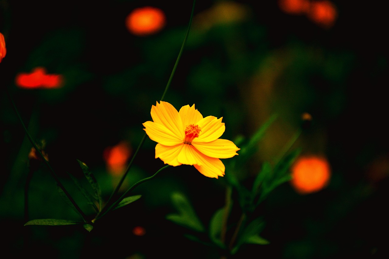 五月春风中的杨幂,最新感情动态解析